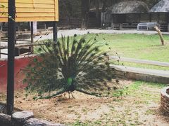 -清迈夜间动物园