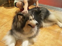 -more than meow吴止猫主题餐厅(承德 中船汇店)