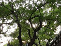 -北京国子监胡同