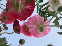 -大塘金香草谷