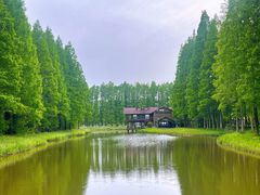 -黄海国家森林公园