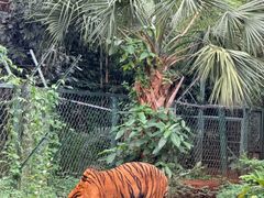 -海南热带野生动植物园