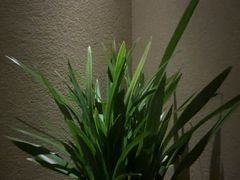 -足本纪·足道 SPA 简餐 小吃(文三西路店)