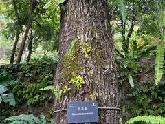 -深圳仙湖植物园