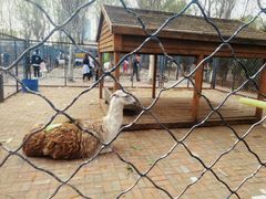 -长白岛森林公园