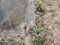 -大塘金香草谷