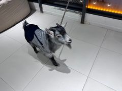 -怪兽屋·羊驼·猫咖·狗咖(俊华广场店)