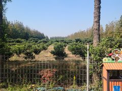 -上海长兴岛郊野公园