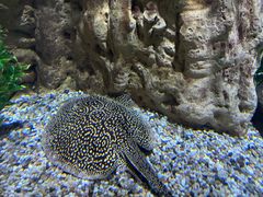 -迪拜水族馆及水下动物园