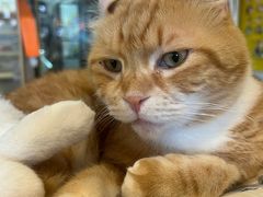 -平行世界·猫咖(首经贸店)