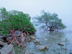 -深圳湾公园(南山区)