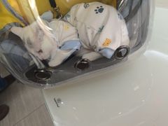 -全心全意连锁动物医院·微创中心·内科急重症·心脏专科(丰管路店)