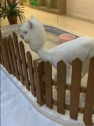 -Moni星球萌宠·小马宝莉·灵蛇·高端高阶全萌宠互动体验俱乐部(红豆国际广场店)