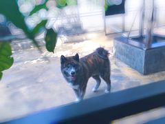 -TrueLove @ Neverland (Husky Cafe)