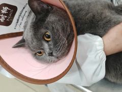 -米苏动物医院·犬猫专科·骨科外科内窥镜