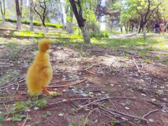 -长白岛森林公园