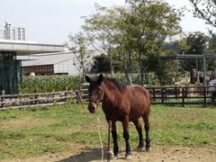 -田园东方蜜桃村的田野营地