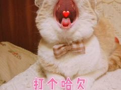 -食客堂麻婆豆腐专门店