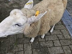 -神户市立六甲山牧场