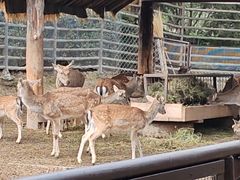 -青藏高原野生动物园