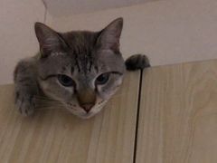 -仁普宠物诊所(住友昌盛新苑店)