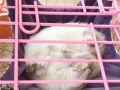 -南京Hallo宠物乐园·哈罗犬舍·柴犬繁育基地