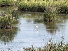 -盐城丹顶鹤湿地生态旅游区