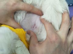 -伟伟宠物医院·CT影像中心·瑞派犬猫综合性门诊(汉口总院)