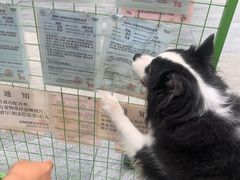 -帕帕拉兹宠物(亚洲旗舰店)