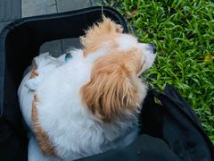 -瑞鹏宠物医院·微创内窥镜·骨外科·牙科(翠竹分院)
