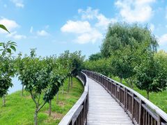 -羊亭河湿地公园