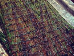 -伊隆斋(什刹海店)