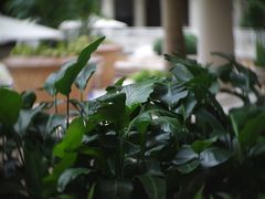 -咖啡苑(永利澳门店)