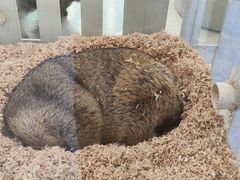 -怪兽屋·羊驼·猫咖·狗咖(俊华广场店)