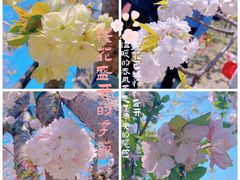 -顾村公园