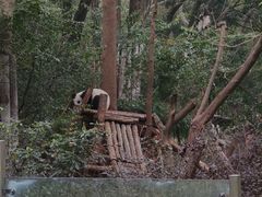 -成都大熊猫繁育研究基地