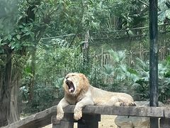 -广州长隆野生动物世界