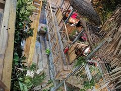 -Rainforest
