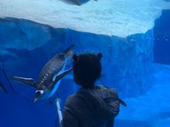 -海合安成都极地海洋公园