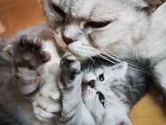 -猫的茶·猫咖