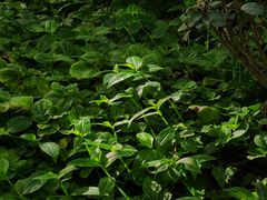 -石家庄市植物园