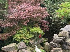 -十八棵（老龙井）御茶园(老龙井店)