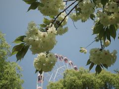 -顾村公园