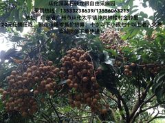 -从化深英荔枝黄皮龙眼采摘园