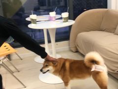 -怪兽屋·羊驼·猫咖·狗咖(俊华广场店)