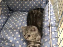 -藏猫猫咖啡主题馆(中央大道店)