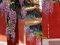 -北京国子监胡同