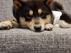 -南京Hallo宠物乐园·哈罗犬舍·柴犬繁育基地
