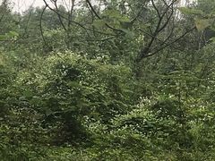 -桤木河湿地公园