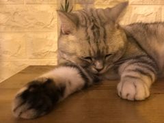-平行世界·猫咖(首经贸店)